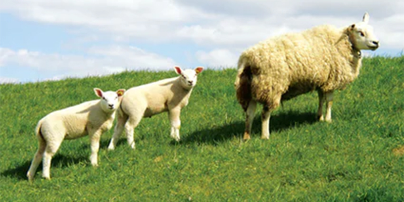 Islam, Animal welfare and updated Legislation